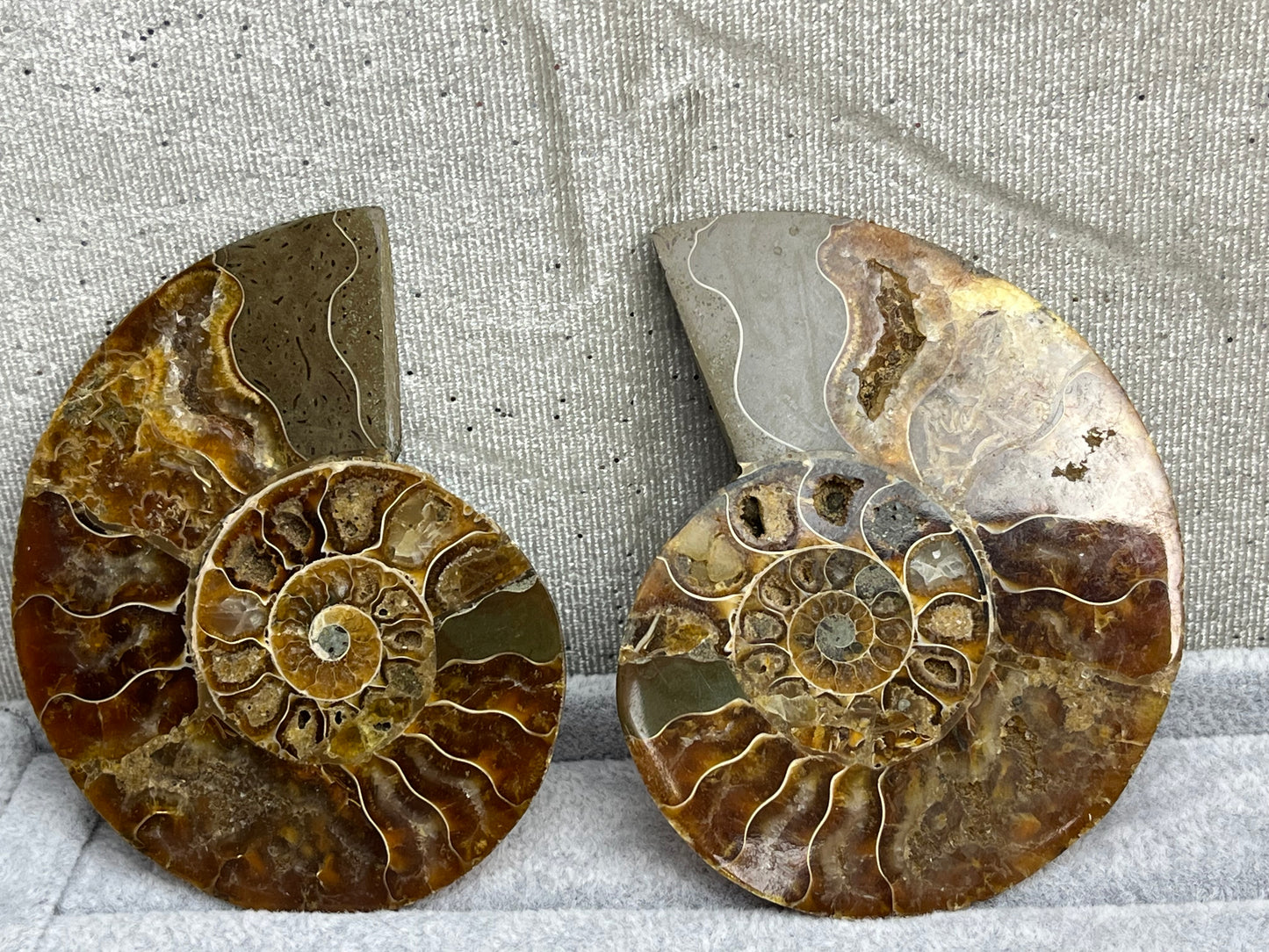 Fossil Ammonitt (1 par)